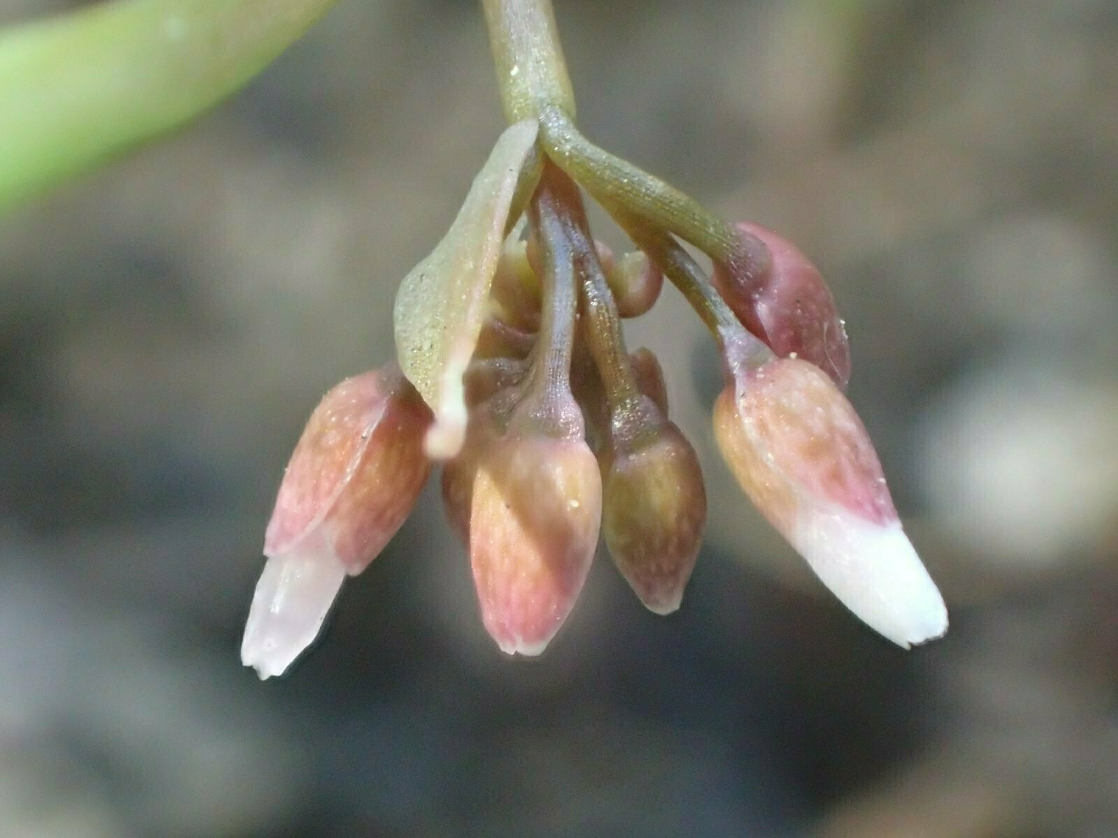 High Resolution Claytonia parviflora Bud